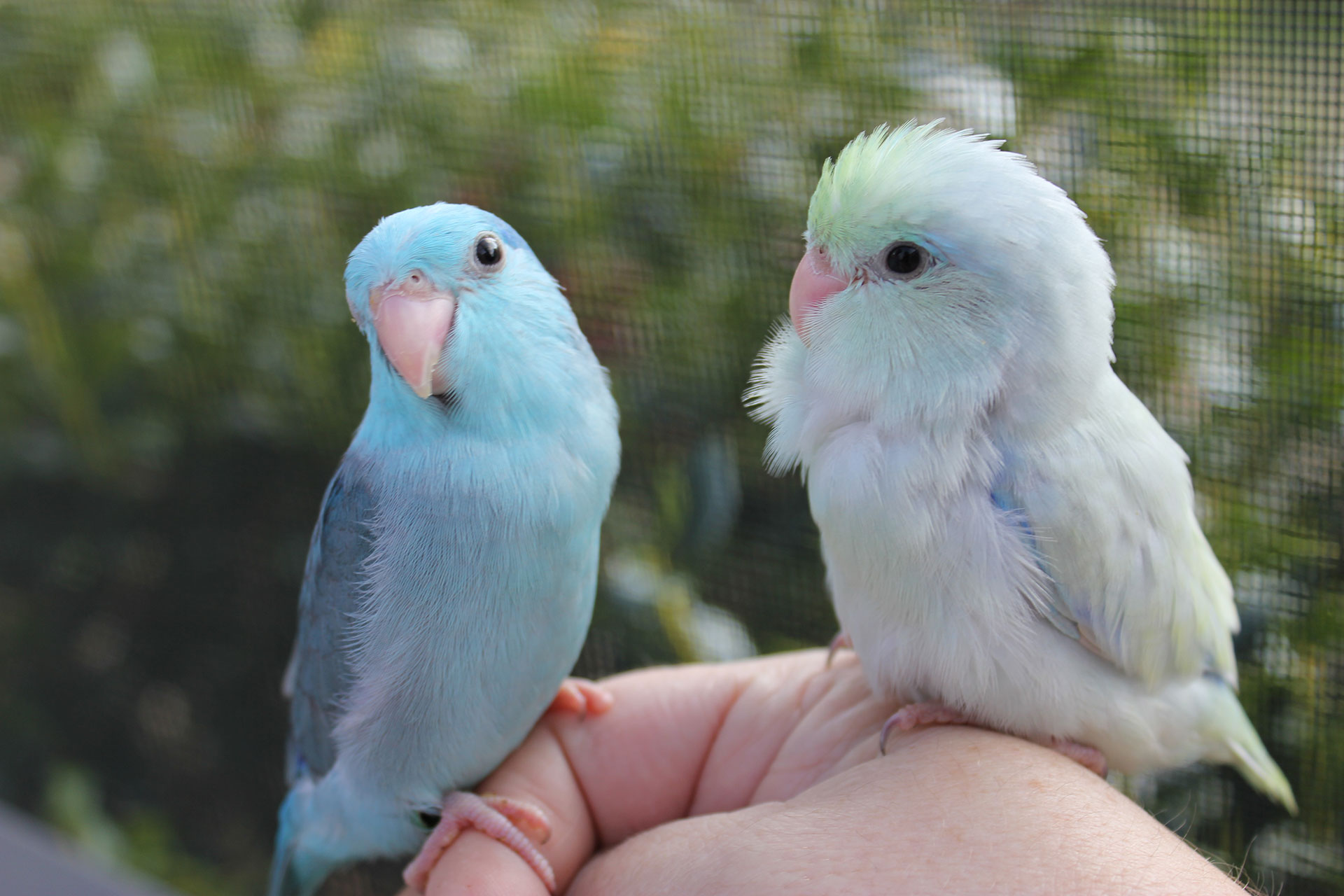 Friendly Bird Aviary Parrotlets, Blue Parrotlets
