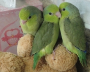 Friendly Bird Aviary Green Parrotlets